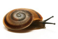 Pleurodonte marginella semiaperta Cuba juvenil